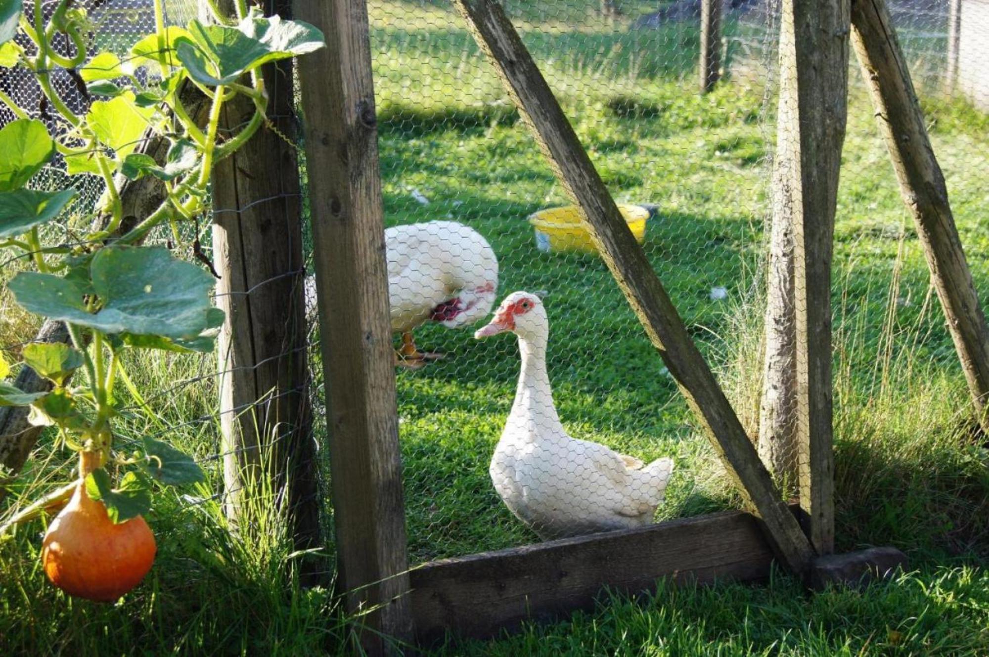 Ferienwohnung Wiesenschneiders Freiensteinau Esterno foto